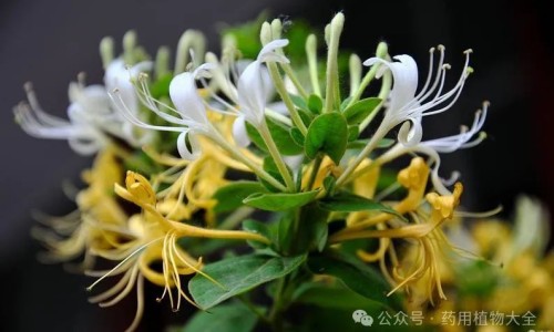生黄芪的功效与作用禁忌和副作用-生黄芪的功效与作用禁忌网—知名的生黄芪的功效与用量网站,分享生黄芪的功效主治知识